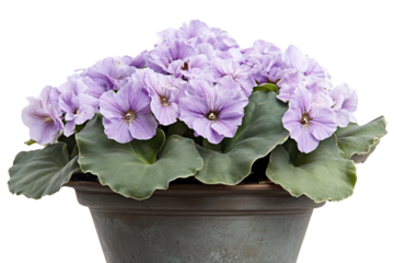 Vibrant Purple African Violets Blossoming Elegantly in Rustic Clay Flower Pot