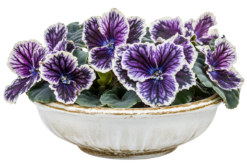 Vibrant Purple African Violets Blooming Elegantly in a Rustic Ceramic Pot Showing Nature's Beauty