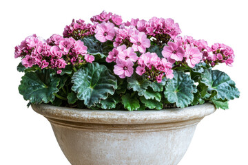 Vibrant Pink Flowers in Rustic Pot: Exploring Nature's Beauty in a Cozy Indoor Setting
