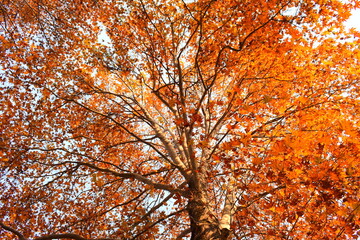 autumn leaves in the sun