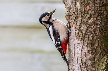 Dzięcioł duży, dzięcioł pstry większy (Dendrocopos major) na pniu drzewa © Henryk Niestrój