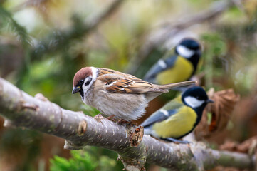 ptaki na gałęzi - jeden mazurek i dwie sikorki © Henryk Niestrój
