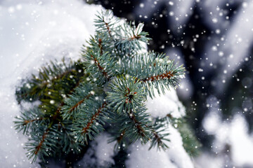 Snow-covered spruce branch on a dark background during snowfall