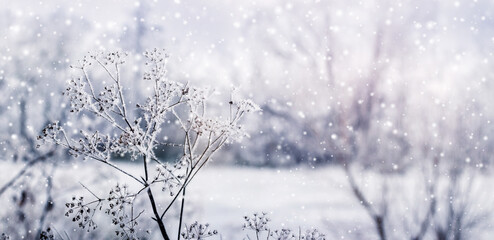 dry plants covered with frost in the forest in a clearing in the morning during snowfall