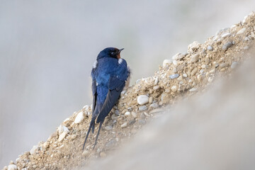 sitzende Rauchschwalbe