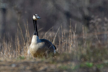 A Canada goose, Branta canadensis, walks thru tall grass at a wetland in Culver, Indiana 