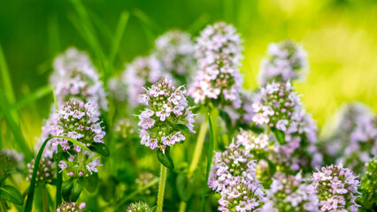 Thyme blooms in the spring. Thyme is a medicinal and honey-bearing plant