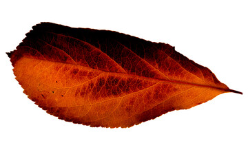 A highly detailed leaf photo. This photo was taken with the focus stacking method and has high...