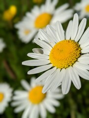 daisy in the garden