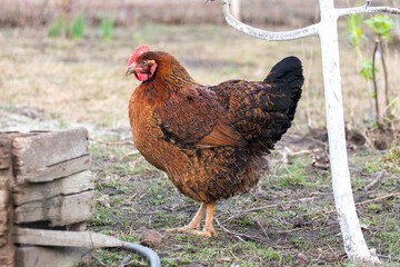 brown chicken in the garden in early spring