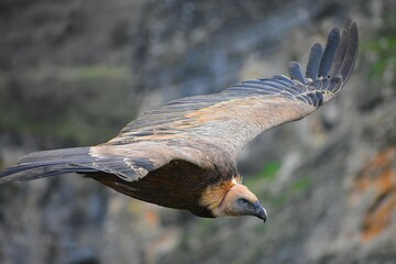 Buitre leonado volando en un parque natural de Guadalajara, España