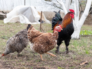 rooster and chickens in the garden in early spring