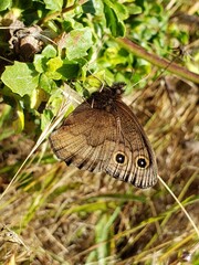 Brown Butterfly on Plant