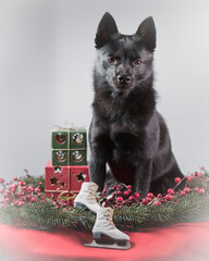 schipperke dog with christmas decorations
