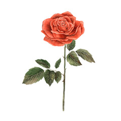 Bright red realistic rose on a long stem with green leaves. Watercolor hand drawn illustration for decoration of different holidays, such as Valentine's Day, wedding, anniversary, invitations, cards
