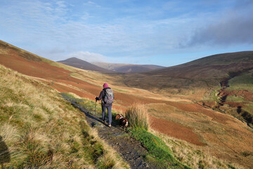 Hiker on the path by Gelnderatta Beck ascending to Skiddaw Forest with Great Calva in the distance, Keswick, Lake District, UK