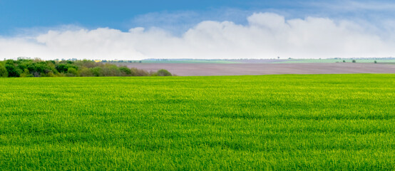 spring landscape with green field and blue sky with white clouds