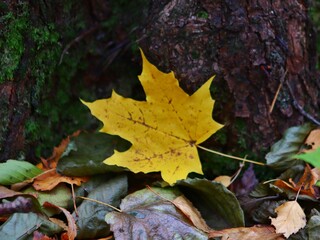 autumn leaves on the ground