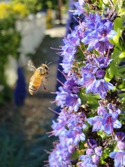 Honeybee in Flight Near Pride of Madeira Flowers