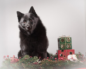 dog with christmas decorations