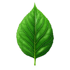 Obraz premium single green leaf isolated on white background 