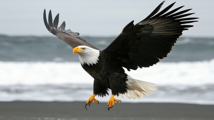 Obraz premium A stunning bald eagle glides effortlessly above the crashing ocean waves, showcasing its powerful wingspan and vivid plumage under a twilight sky. Nature's beauty in action captivates