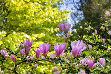 Joyful blooms of spring magnolia flowers create a vibrant display in a sunlit garden.