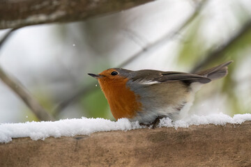 Close-up of European robin (Erithacus rubecula) sitting on the snow-cowered wood, looking up