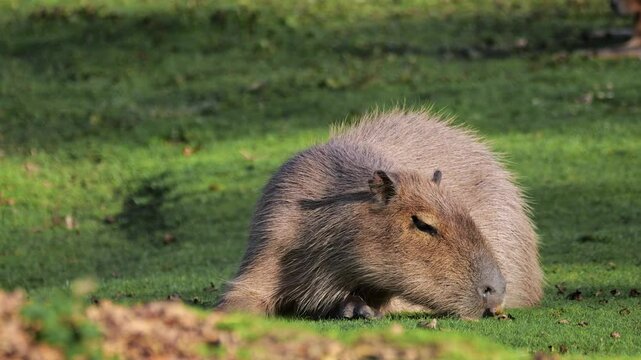The capybara, Hydrochoerus hydrochaeris is the largest extant rodent in the world. Its closest relatives are agouti, chinchillas, coyphillas, and guinea pigs. Native to South America. 