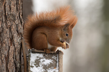 A red squirrel (Sciurus vulgaris) sitting on the roof of a bird feeder, eating a walnut. Feeding...