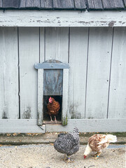 Curious chicken peeks out of hen house coop into farmyard while two other chickens peck the ground for food © Sydney