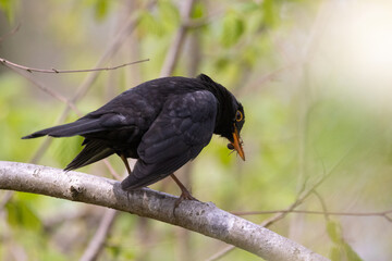 Amsel mit Futter im Schnabel sitzt auf einem Ast