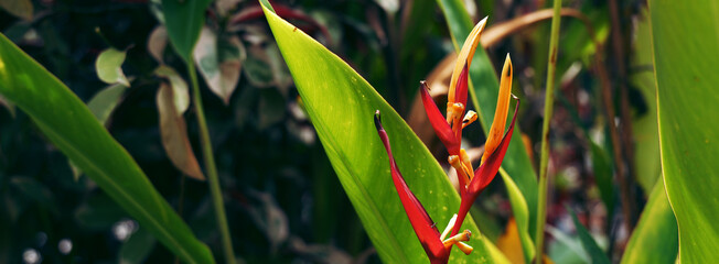 Vibrant heliconia flower amidst lush green foliage, showcasing nature's beauty.