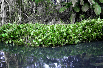 Water hyacinth plants that grow in small streams.