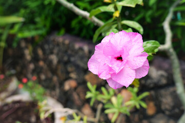A vibrant pink flower in a lush garden setting, showcasing natural beauty and detail.