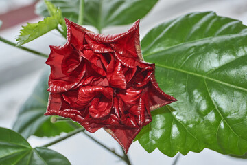 Chinese rose or Hibiscus Chinese (lat. Hibiscus rosa-sinensis). Chinese rose or Hibiscus Chinese blooms at home in early spring.