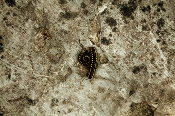 2 millipedes on the rock surface.
