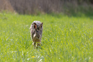 Feldhase läuft über eine Wiese