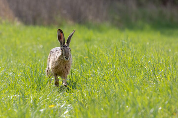 Feldhase läuft über eine Wiese