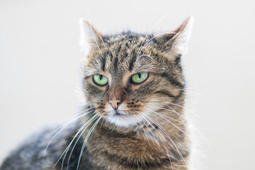 Fototapeta premium portrait of a striped cat with an attentive, stern look on a light background
