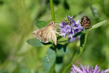 Silver Y Moth (Autographa gamma) perched on purple flower in Zurich, Switzerland