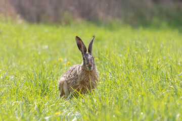 Feldhase sitzt in der Wiese