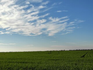 nature green grass, blue sky, spring landscape 