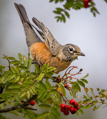 American Robin looking up from branch with green leaves and red berries