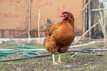 brown chicken in the garden in early spring