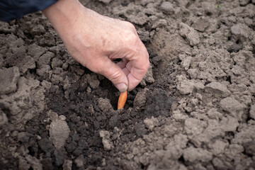 A woman holds onion seeds in her hand, which she is planting in the garden.