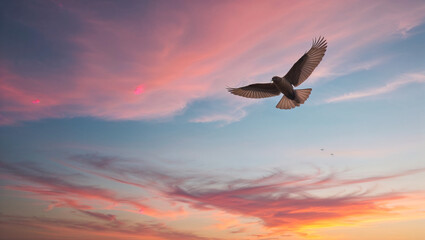 Naklejka premium Soaring Freedom at sunset: bird in flight against a vibrant sky