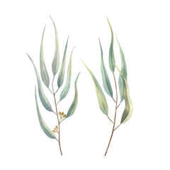 Watercolor hand drawn set of eucalyptus branches with long green leaves.