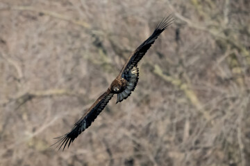 hawk bird in flight