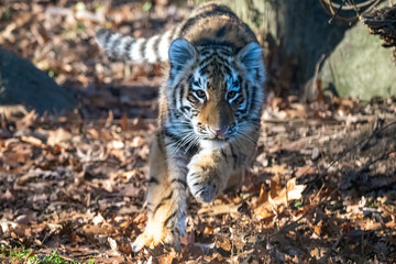 tiger in the woods